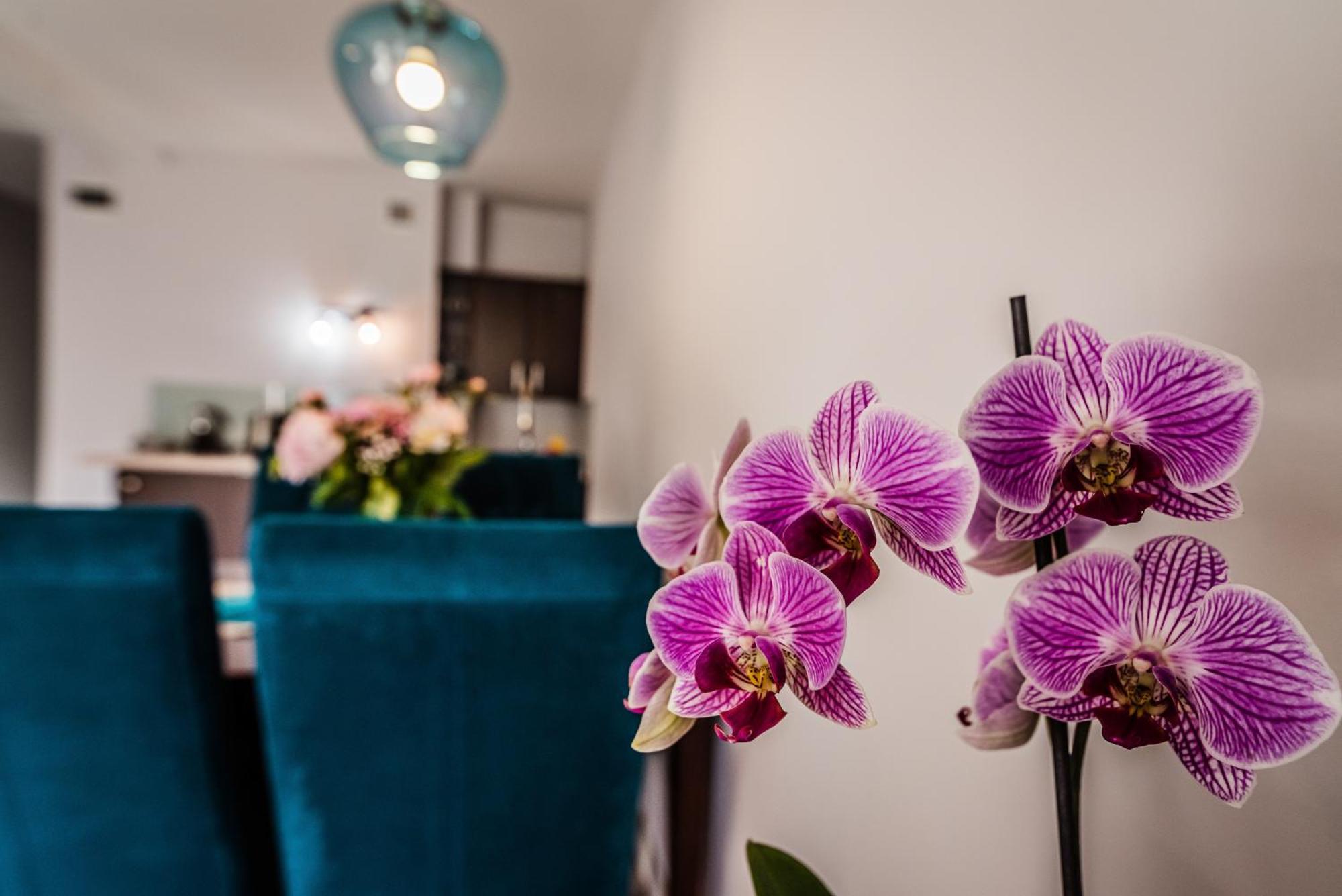 Apartamenty Widok Щавниця Екстер'єр фото